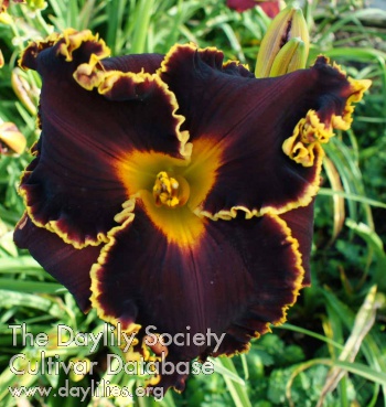 Daylily Spacecoast Hollywood Knights